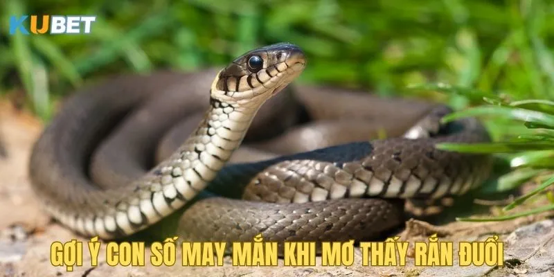 goi-y-con-so-may-man-khi-mo-thay-ran