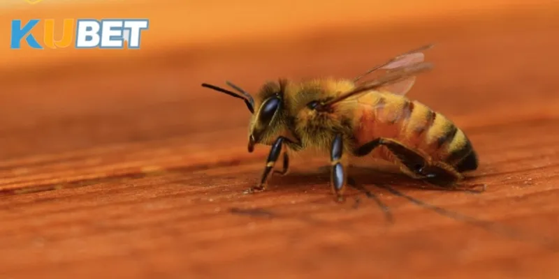 mo-thay-ong-bay-vao-nha-dung-ngay-mung-1