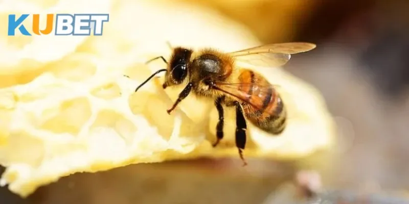 mo-thay-ong-bay-vao-nha-truong-hop-it-thay