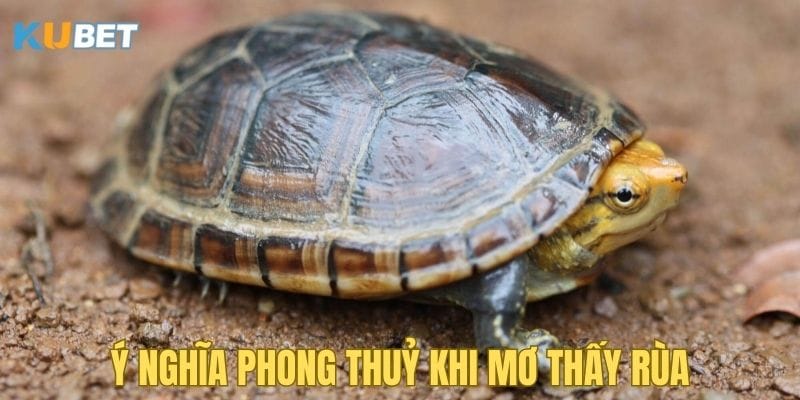 mo-thay-rua-co-y-nghia-phong-thuy-gi