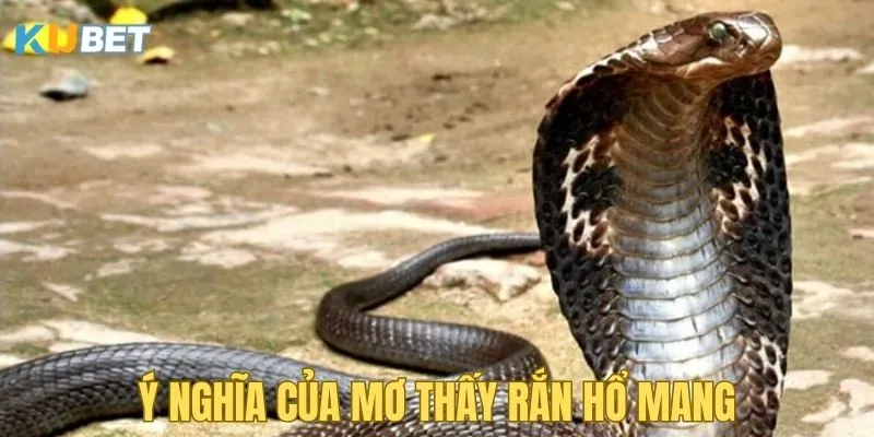 y-nghia-khi-mo-thay-ran-ho-mang