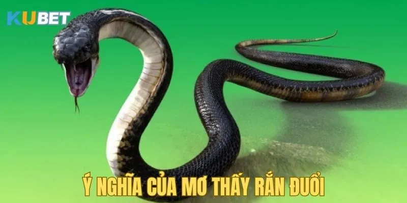 y-nghia-mo-thay-ran-duoi