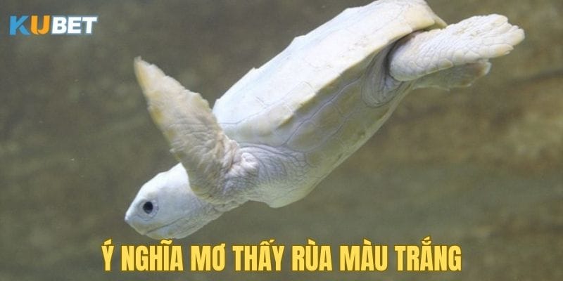 y-nghia-mo-thay-rua-mau-trang