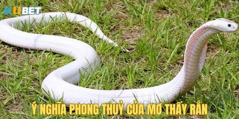 y-nghia-phong-thuy-khi-mo-thay-ran